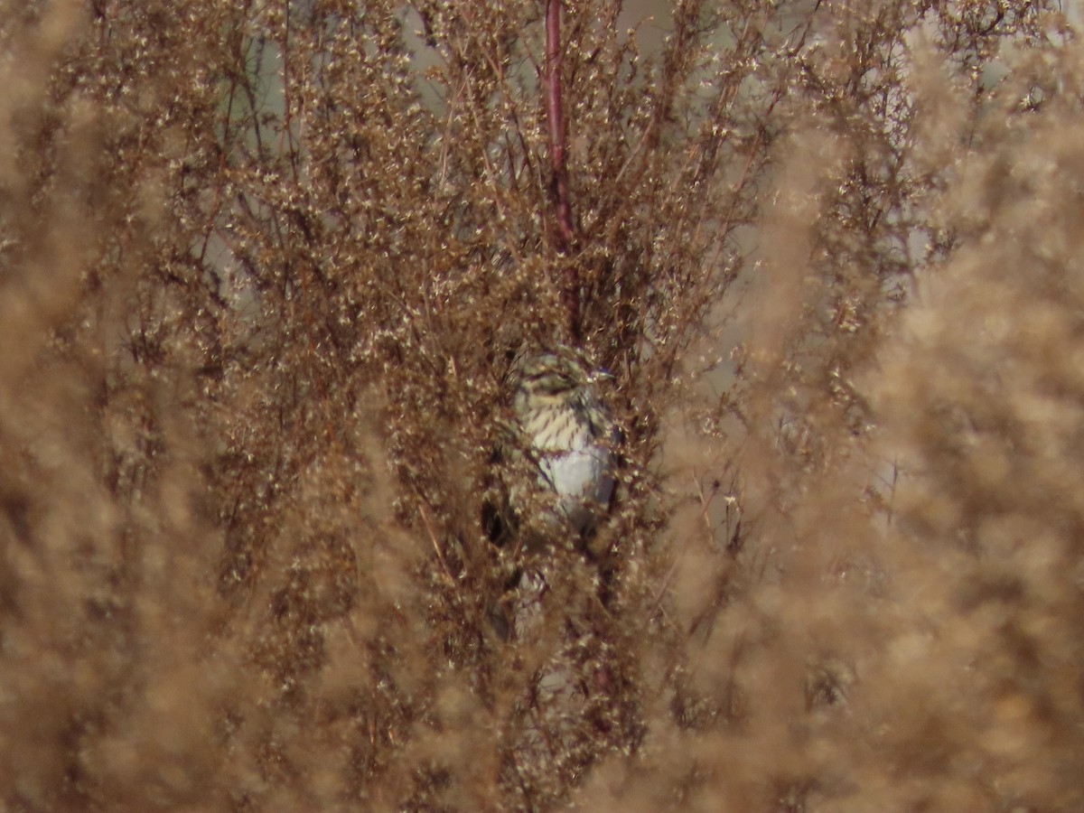 Lincoln's Sparrow - ML647574982