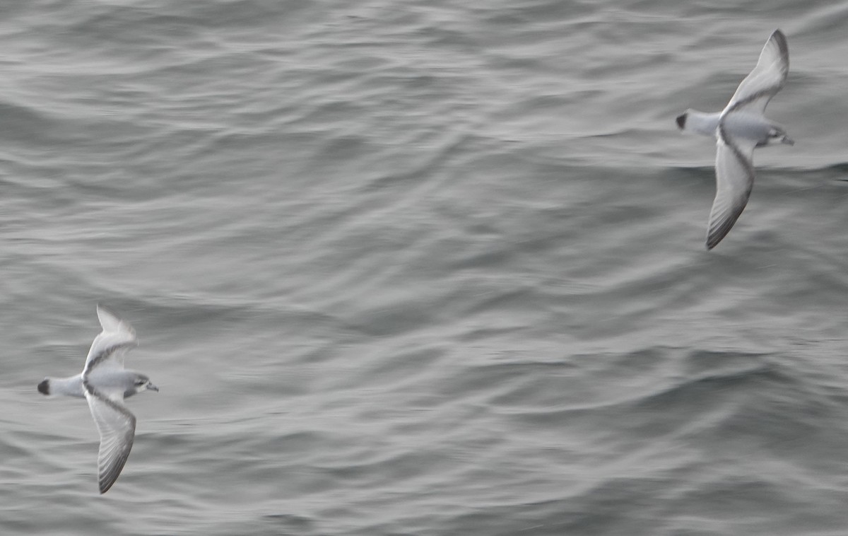 Antarktik Priyonu - ML647574983