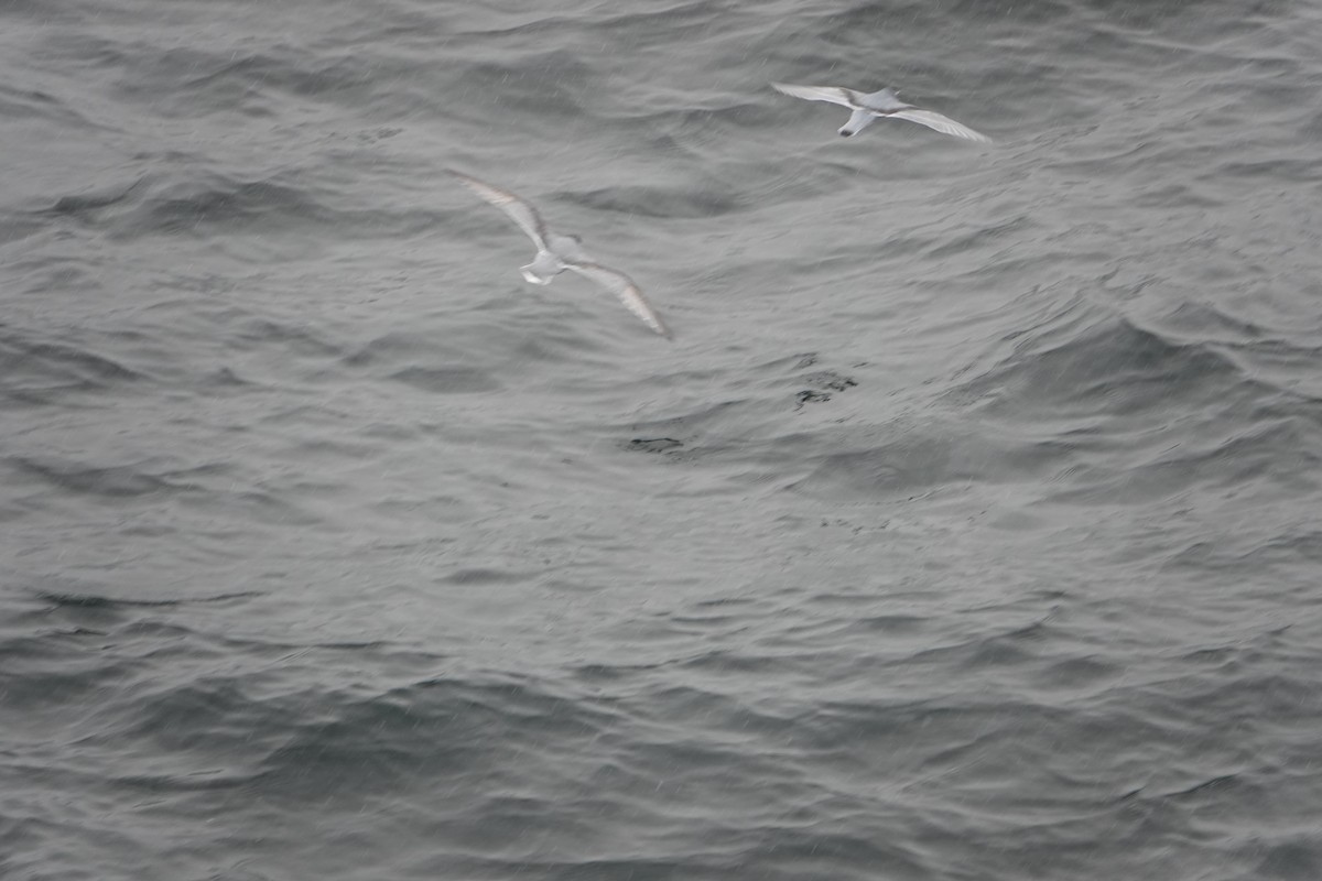 Ak Kuyruklu Priyon - ML647574986