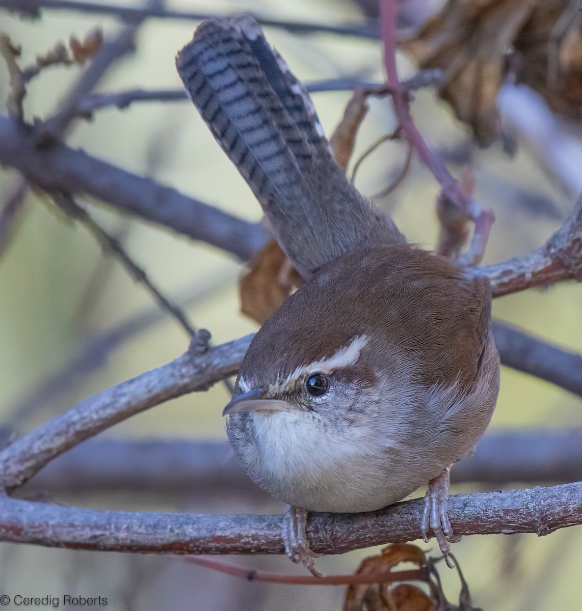 Длиннохвостый крапивник - ML647574997