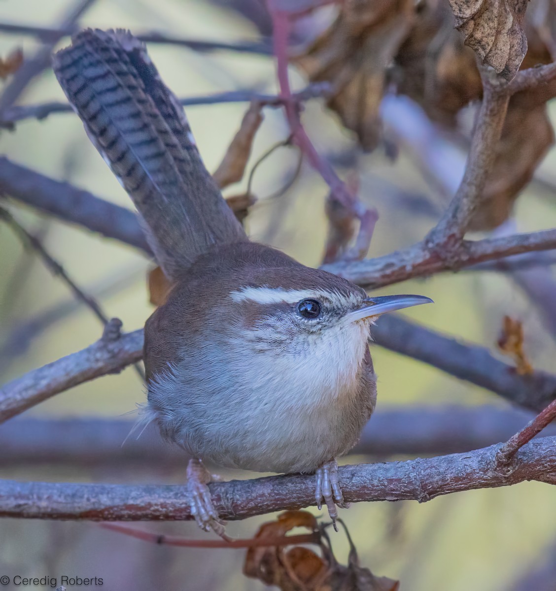 Длиннохвостый крапивник - ML647575000