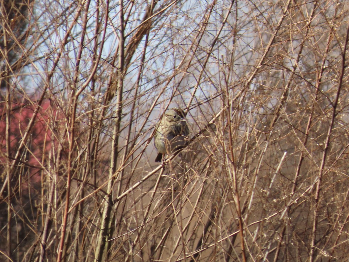 Lincoln's Sparrow - ML647575004