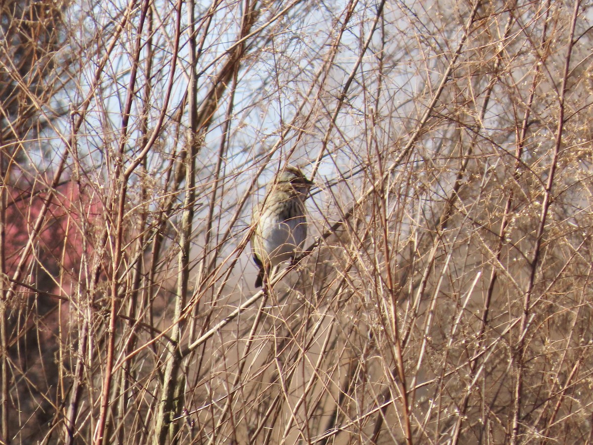 Lincoln's Sparrow - ML647575005