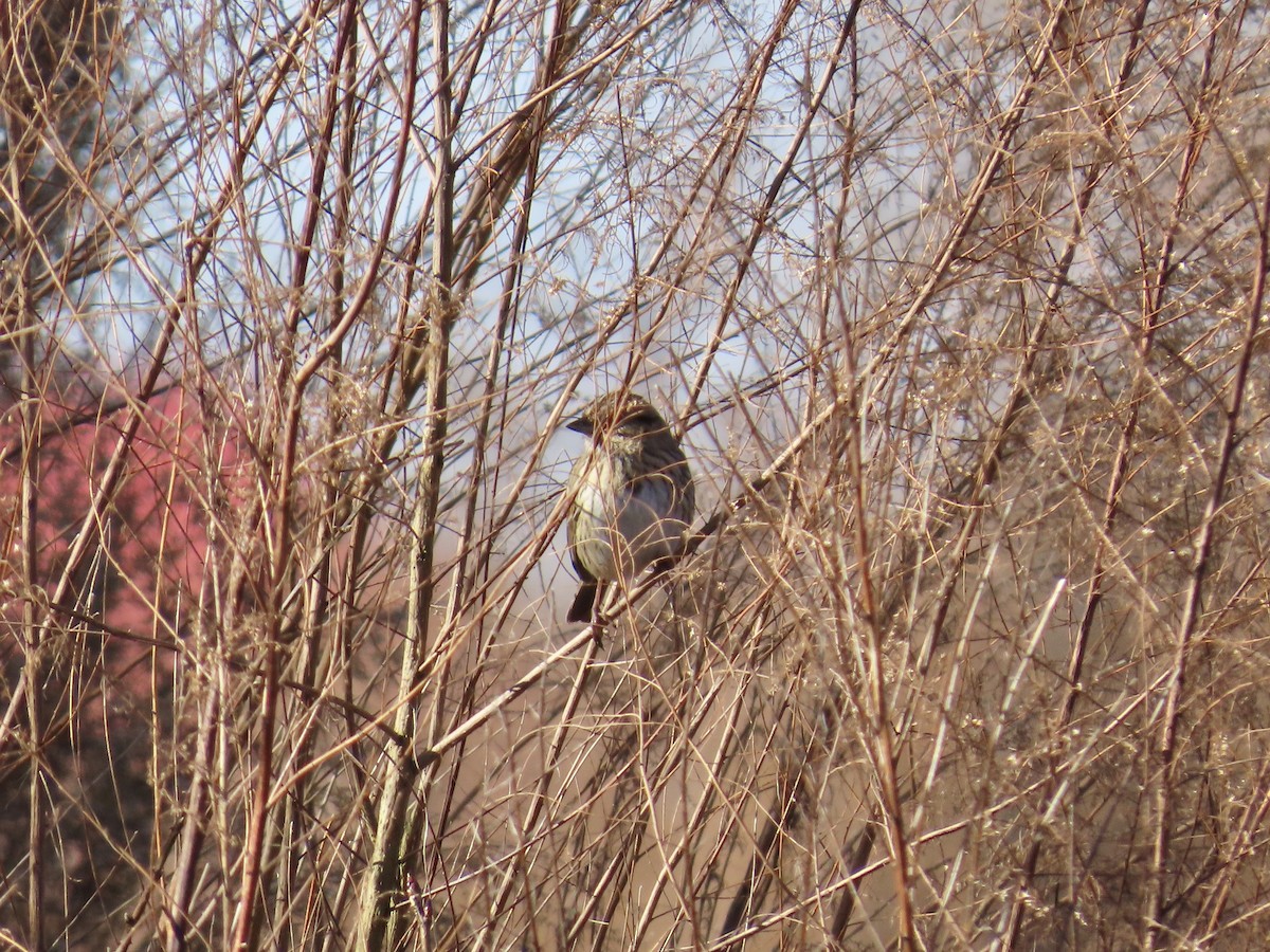 Lincoln's Sparrow - ML647575006