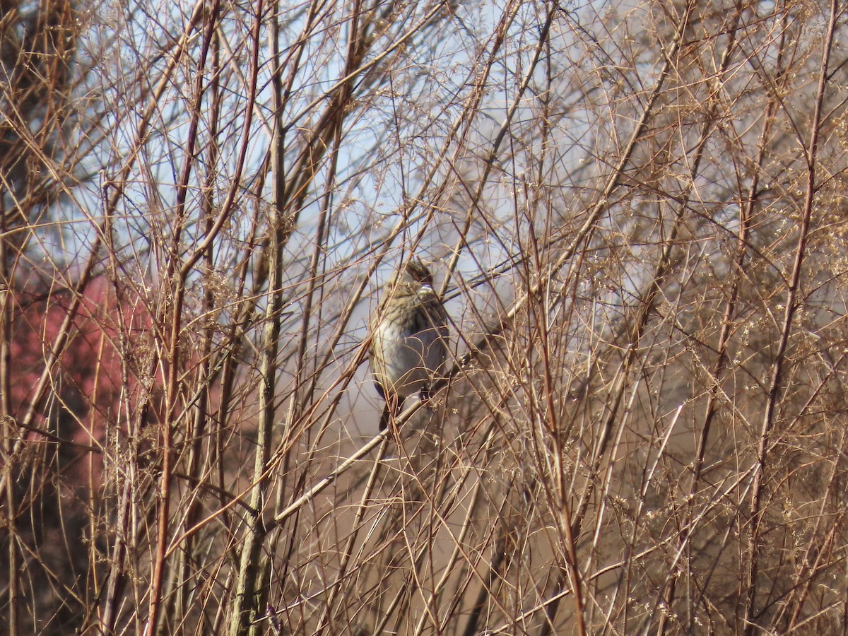 Lincoln's Sparrow - ML647575007