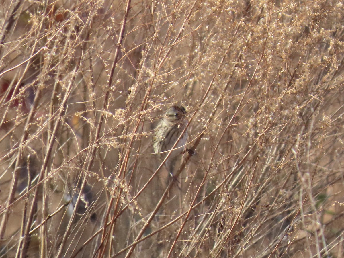 Lincoln's Sparrow - ML647575021
