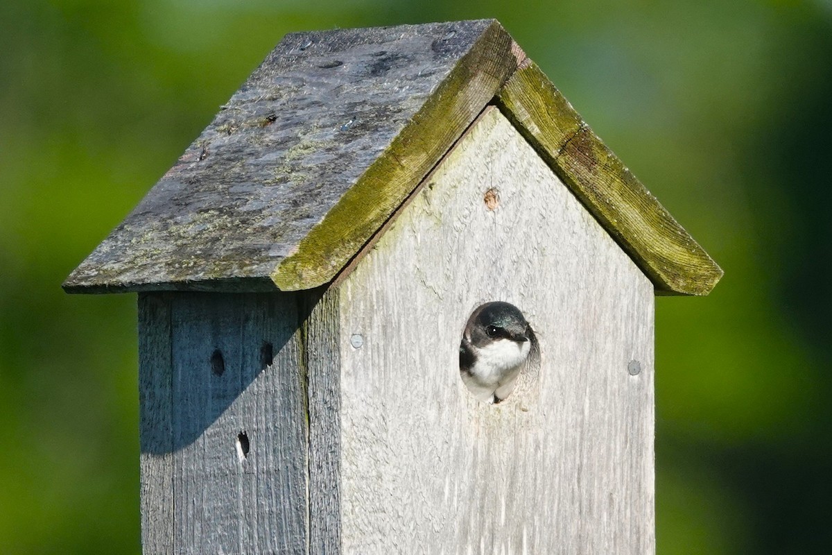 Tree Swallow - ML647575026