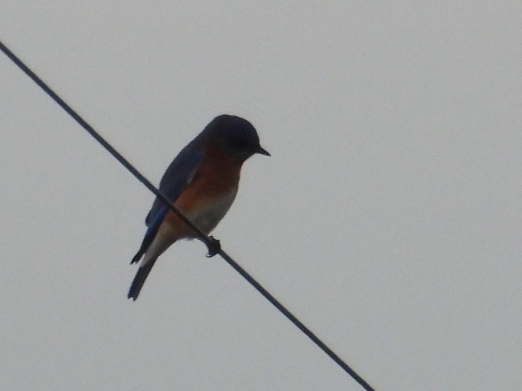 Eastern Bluebird - ML647575049