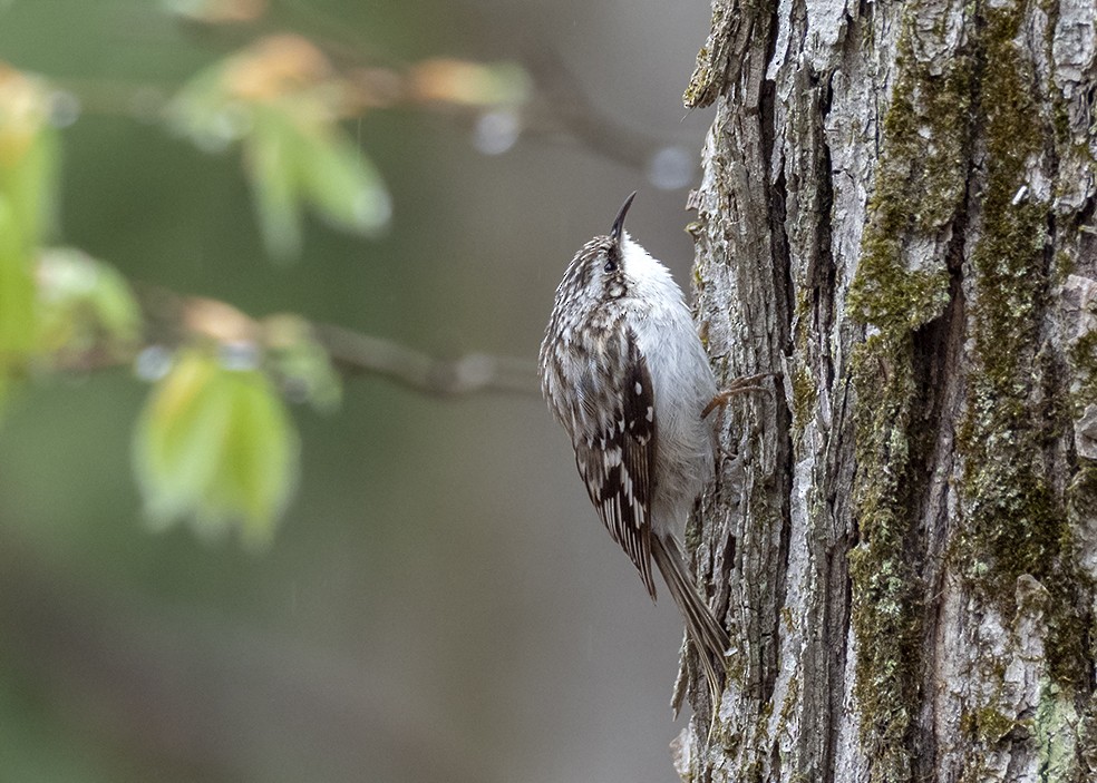 Brown Creeper - ML647575053