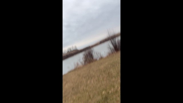 kalous pustovka - ML647575057