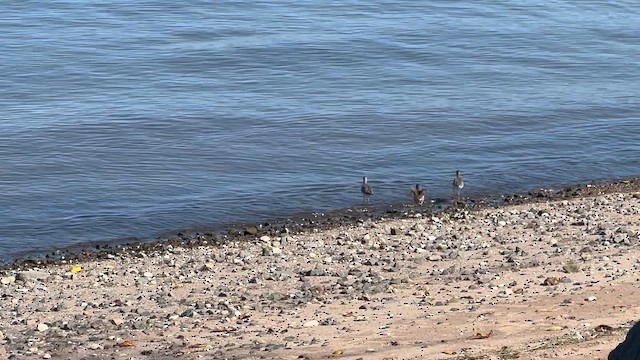 slukovec dlouhozobý - ML647575064