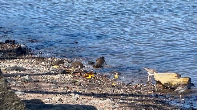 slukovec dlouhozobý - ML647575065