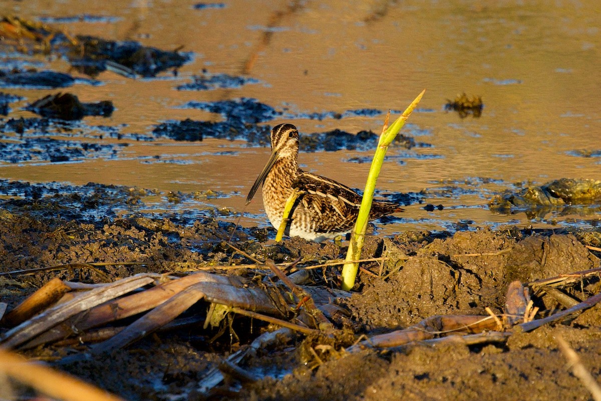 Wilson's Snipe - ML647575105