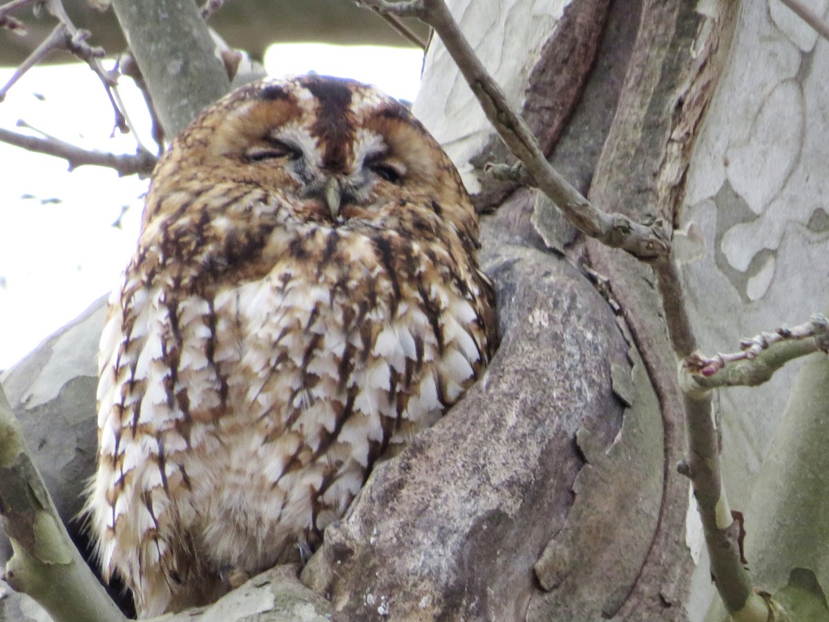 モリフクロウ - ML647575125