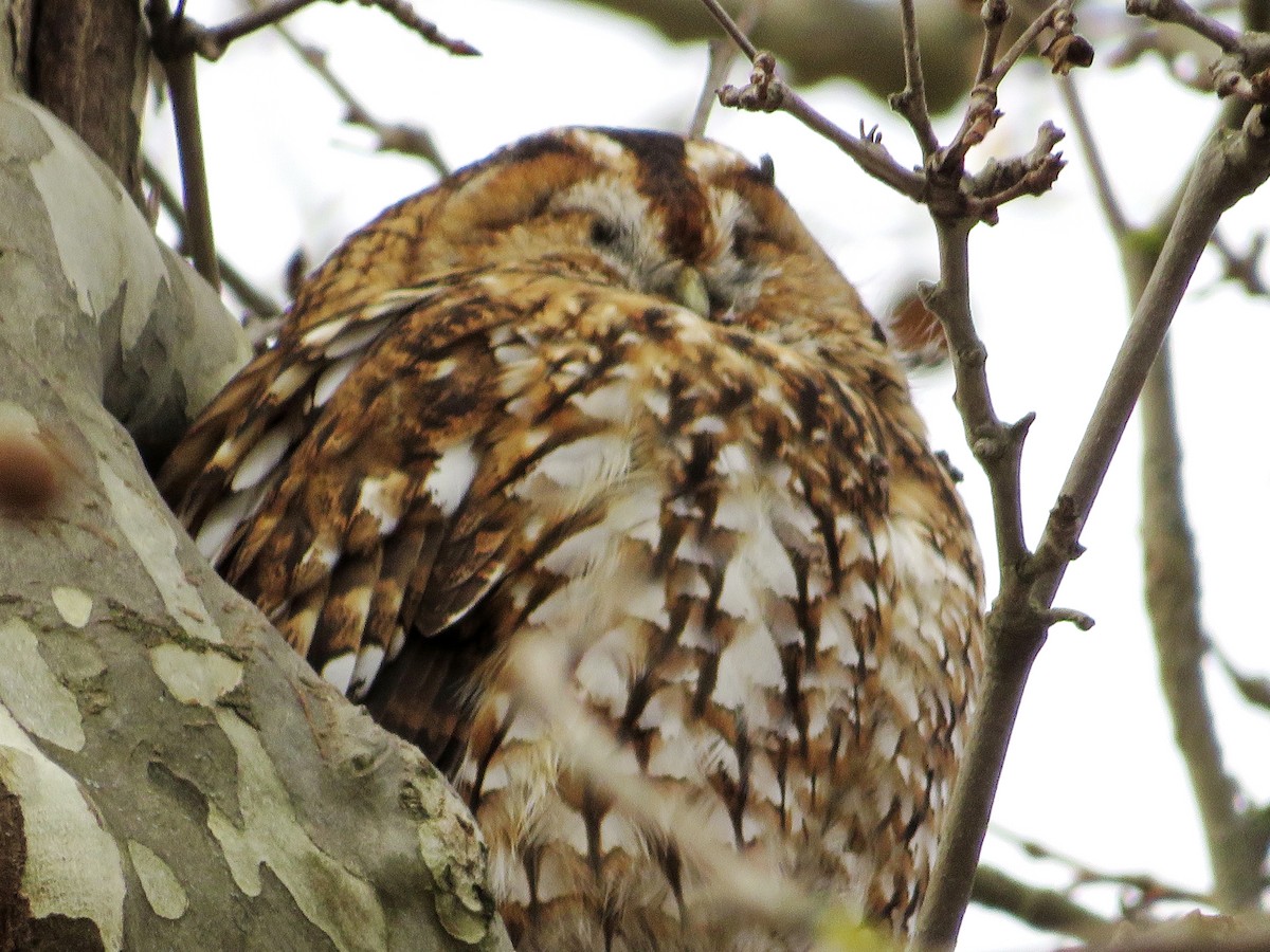 モリフクロウ - ML647575126