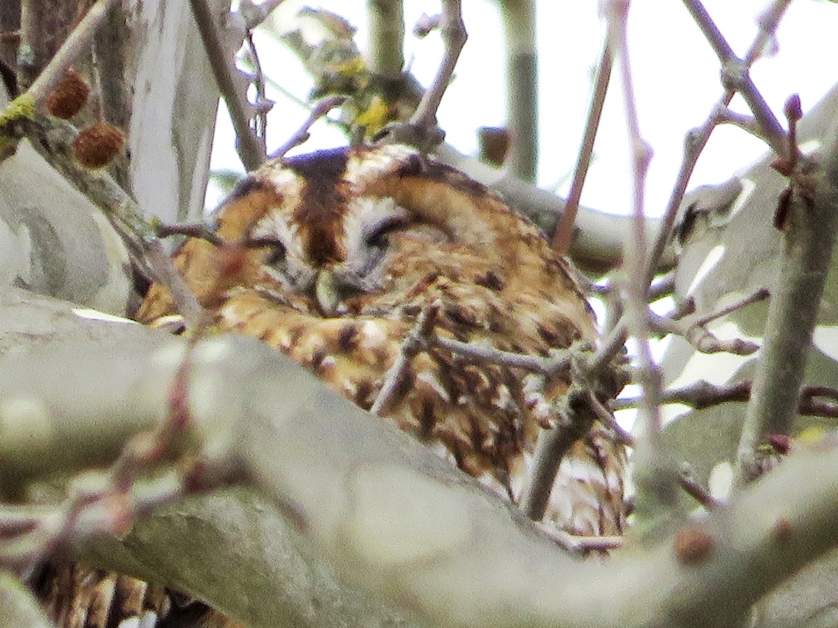 モリフクロウ - ML647575127