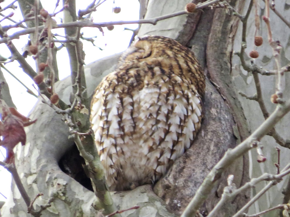 モリフクロウ - ML647575128