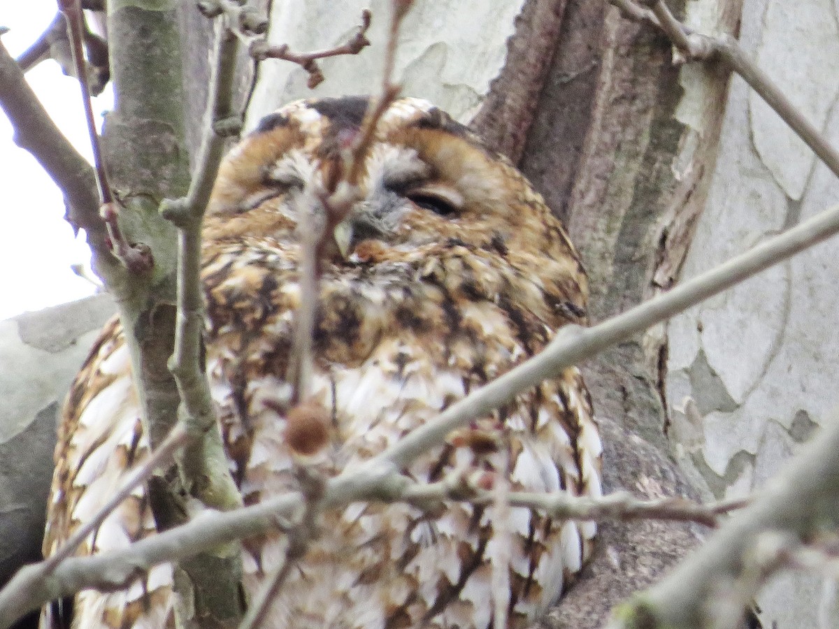 モリフクロウ - ML647575129