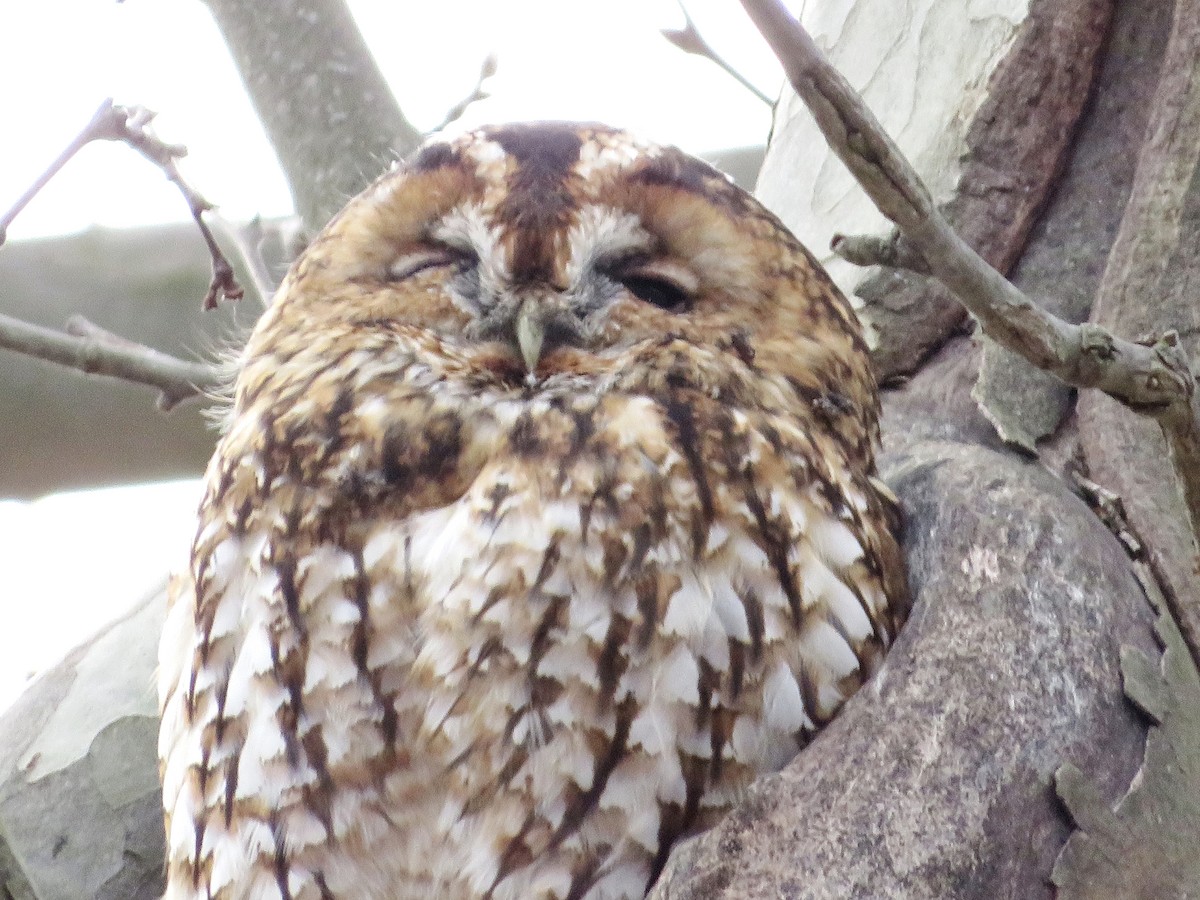 モリフクロウ - ML647575130