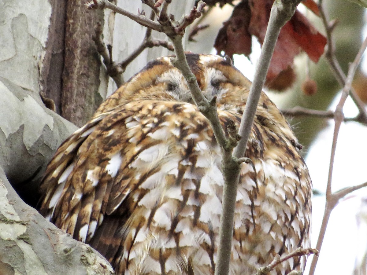 モリフクロウ - ML647575131