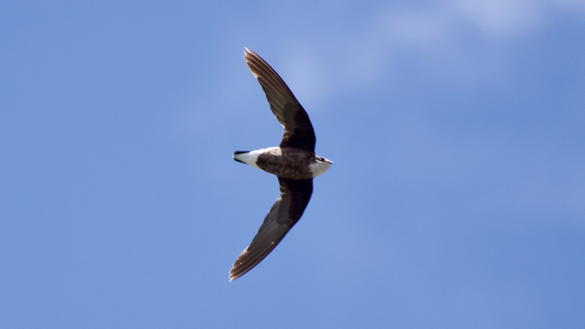 White-throated Needletail - ML647575137