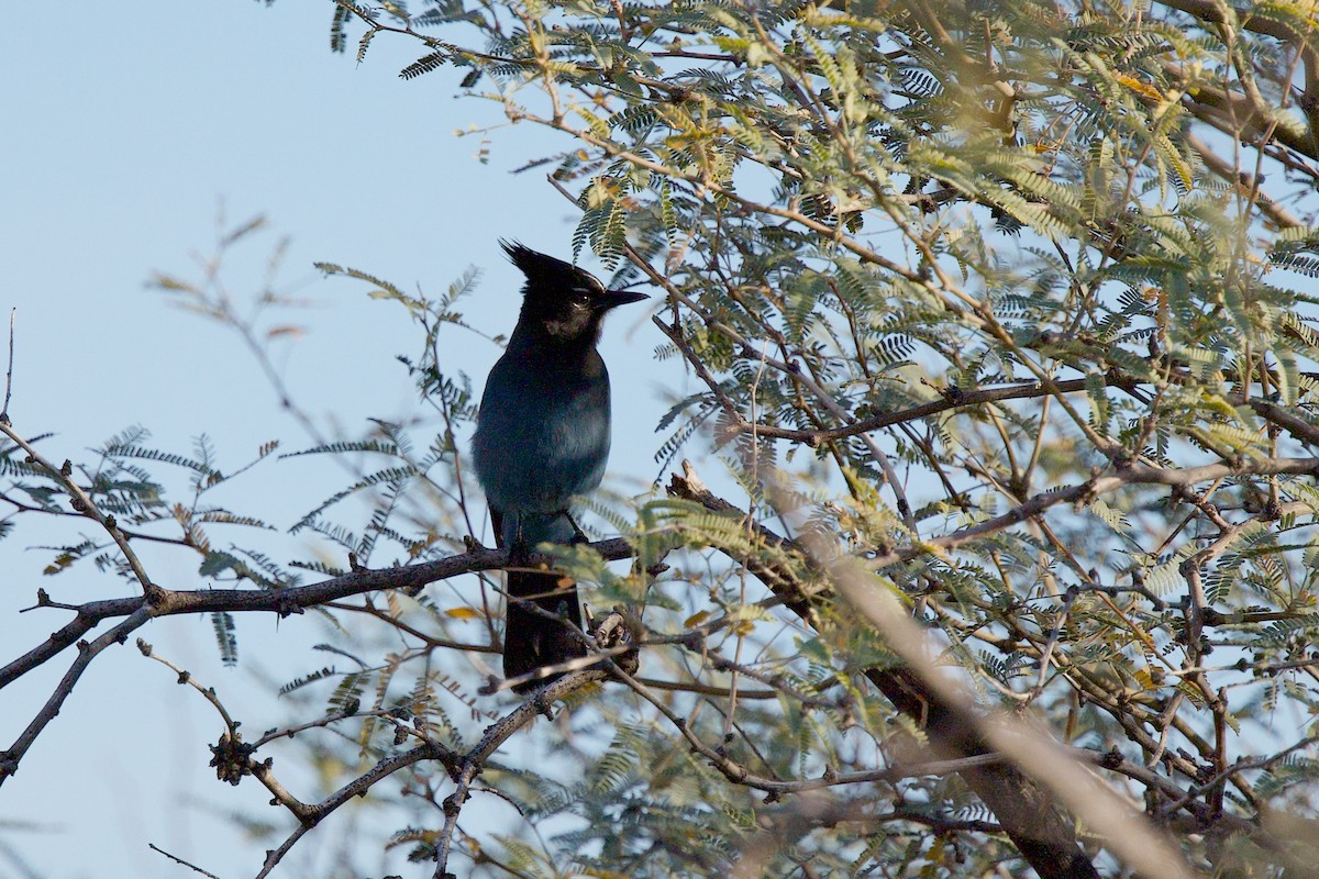 Steller Kargası - ML647575144