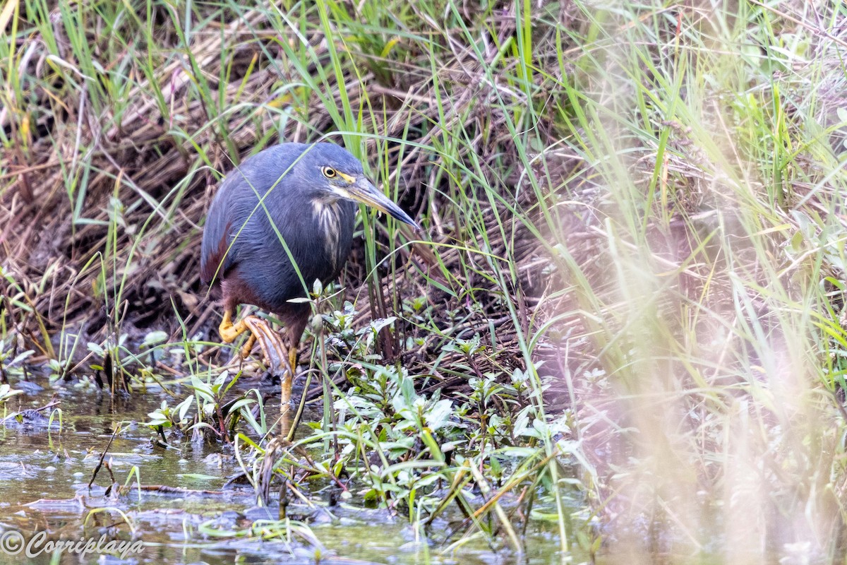 rustbukhegre - ML647575156