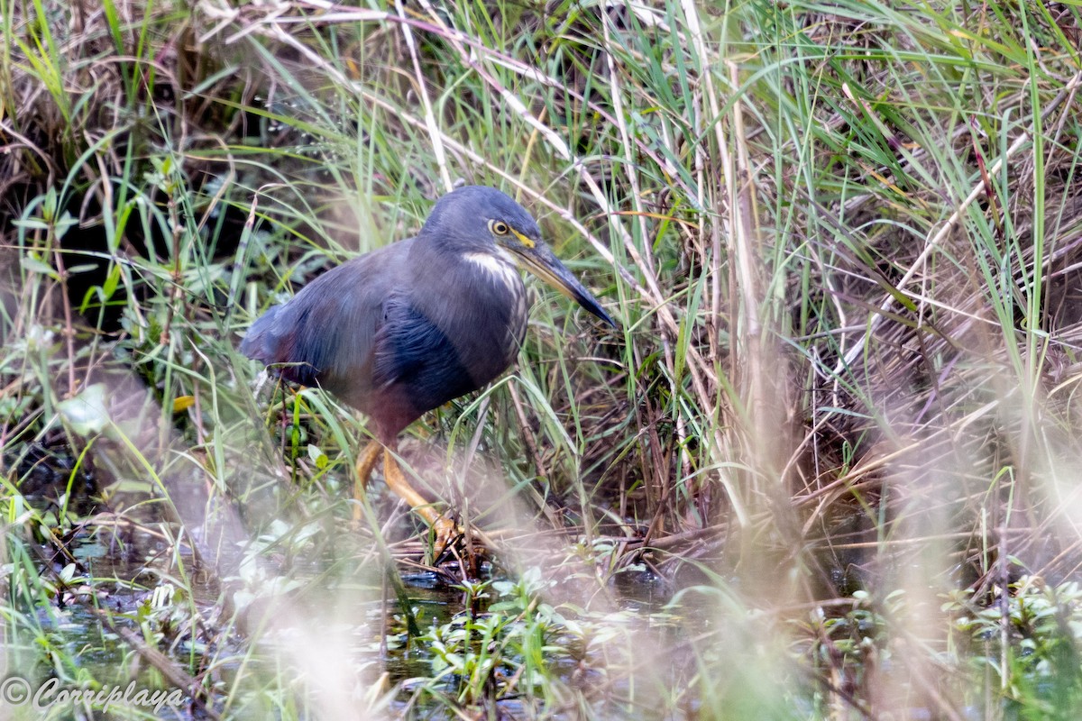 rustbukhegre - ML647575157