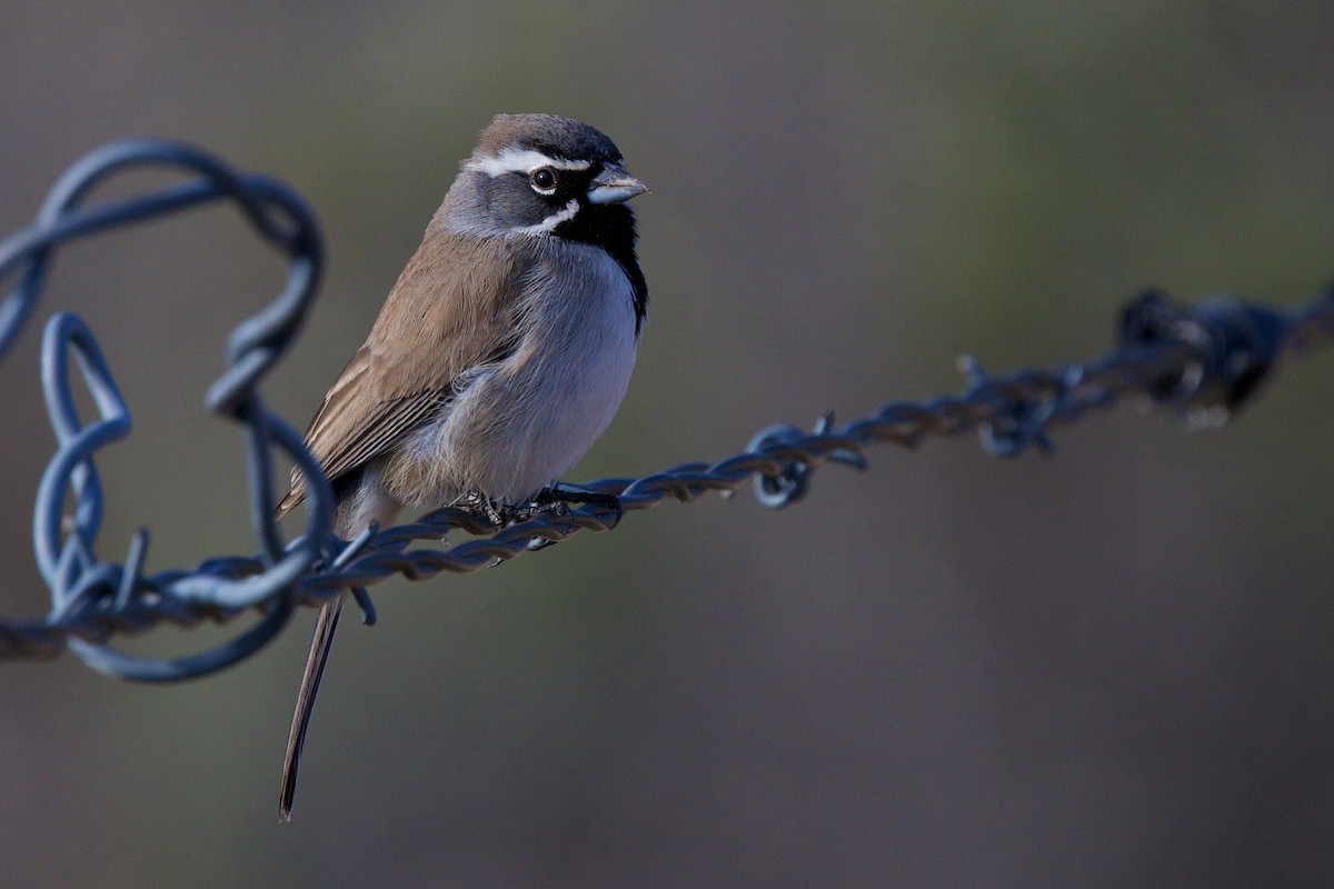 ノドグロヒメドリ - ML647575163