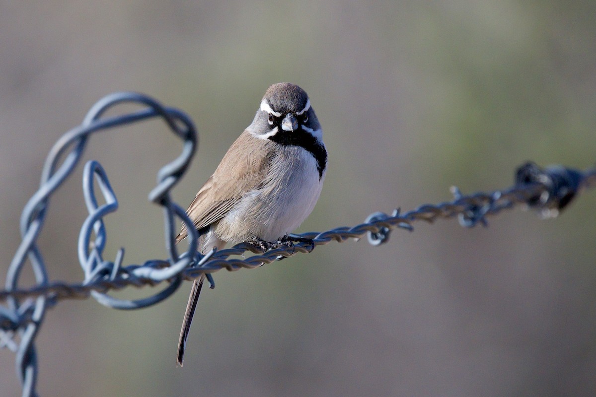 ノドグロヒメドリ - ML647575165