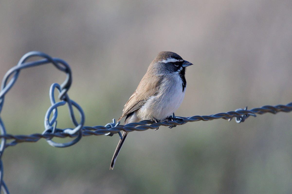 ノドグロヒメドリ - ML647575166