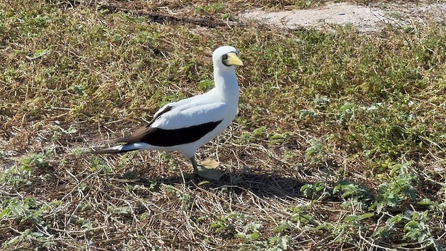 terej maskový - ML647575168