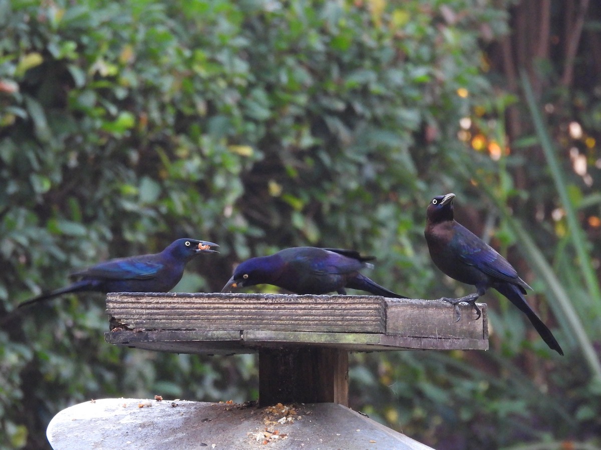 Common Grackle - ML647575190