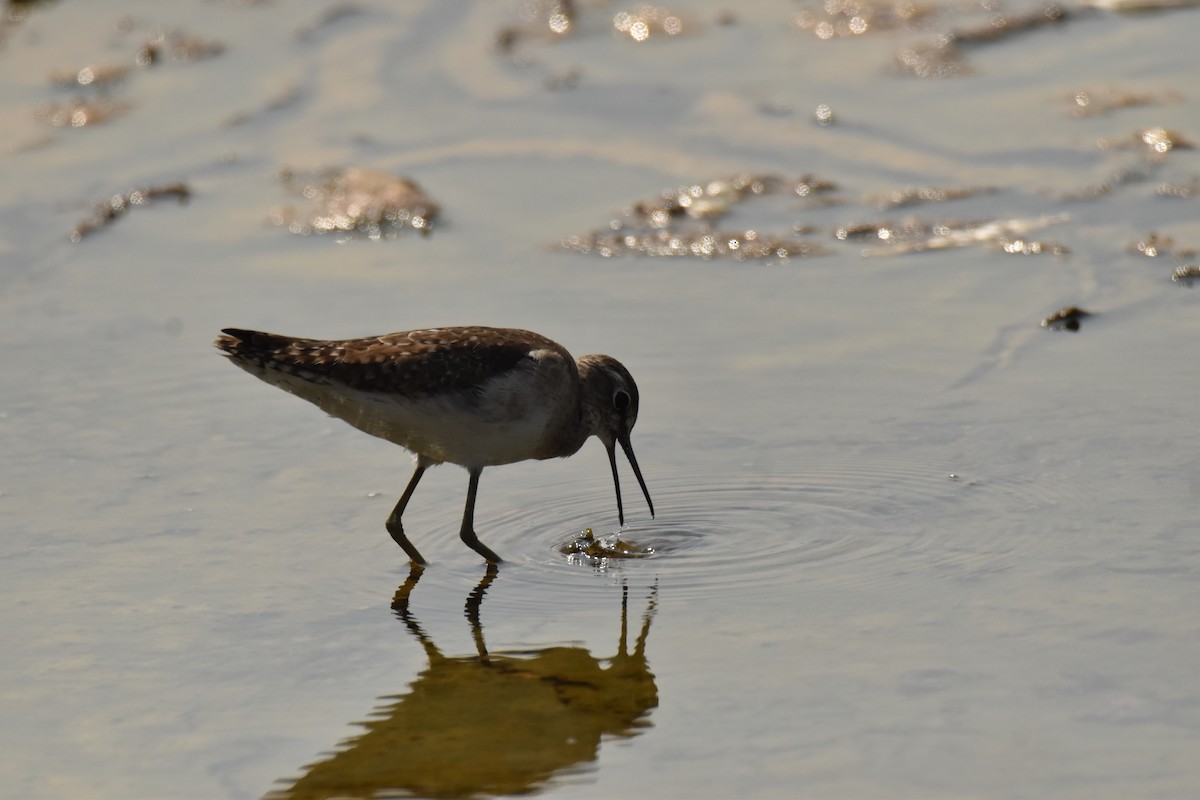 Wood Sandpiper - ML647575191