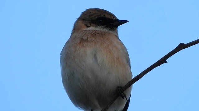 Siberian Stonechat - ML647575192