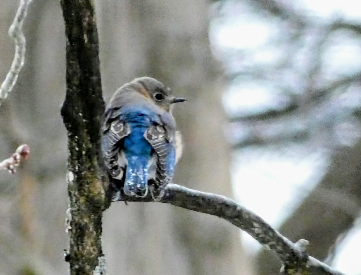 Eastern Bluebird - ML647575199