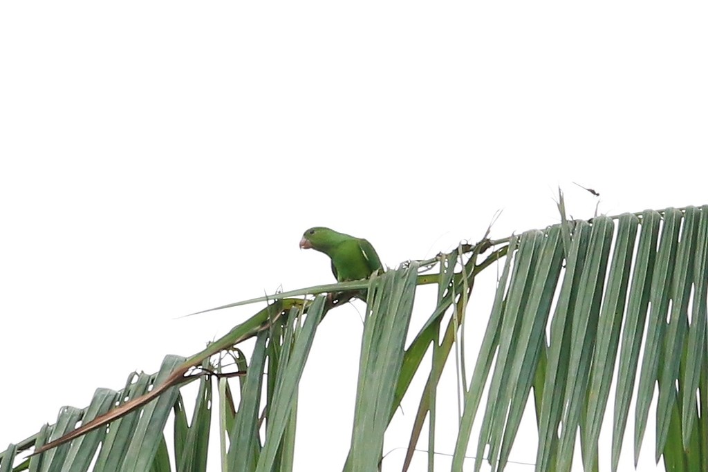 オナガミドリインコ - ML647575201