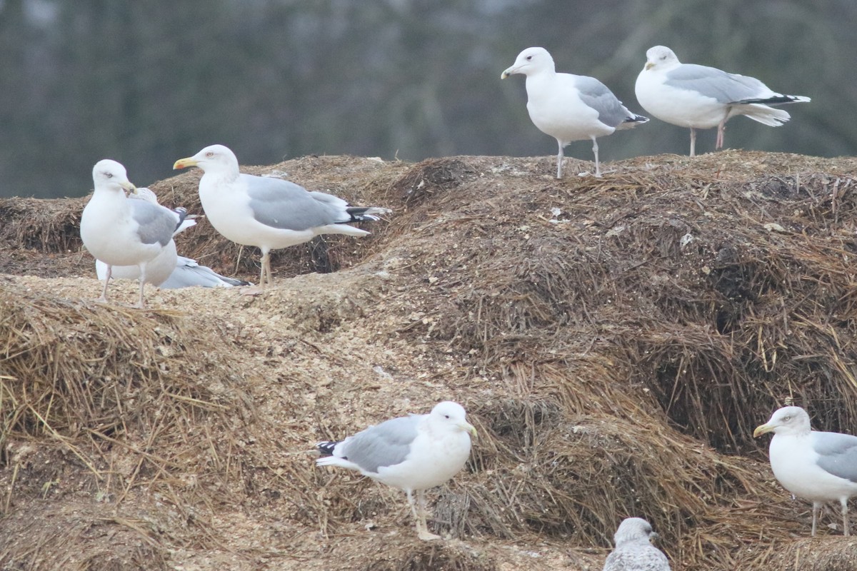 Caspian Gull - ML647575203