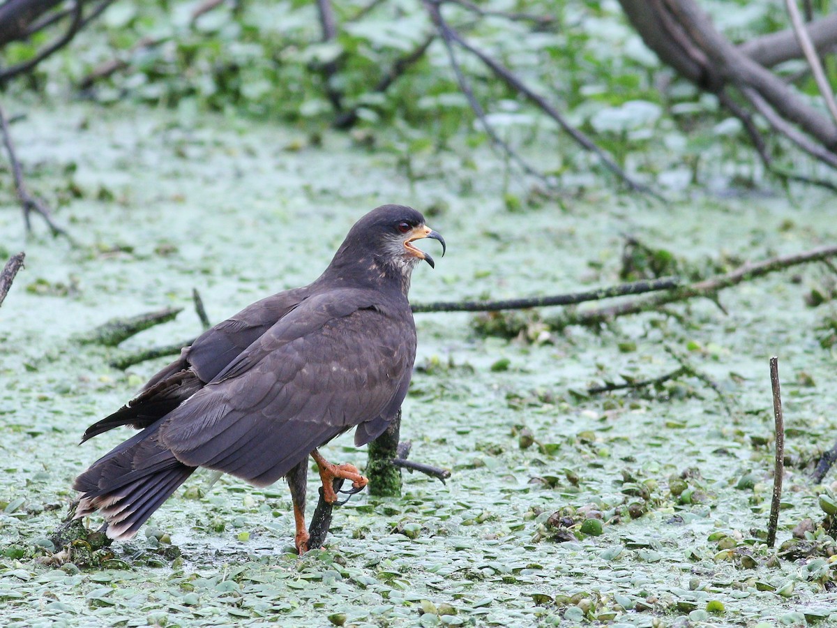 Snail Kite - ML647575206