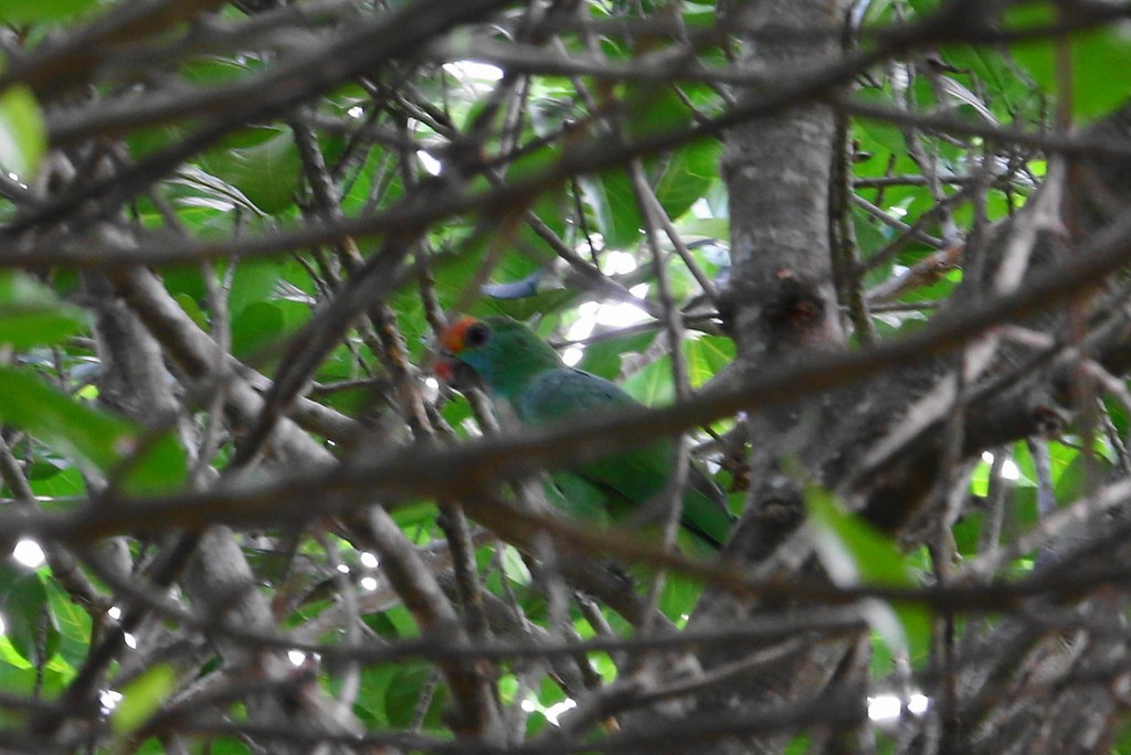 Red-browed Amazon - ML647575207