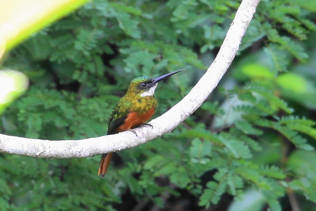 Rufous-tailed Jacamar - ML647575209