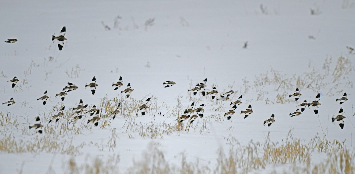 Snow Bunting - ML647575210