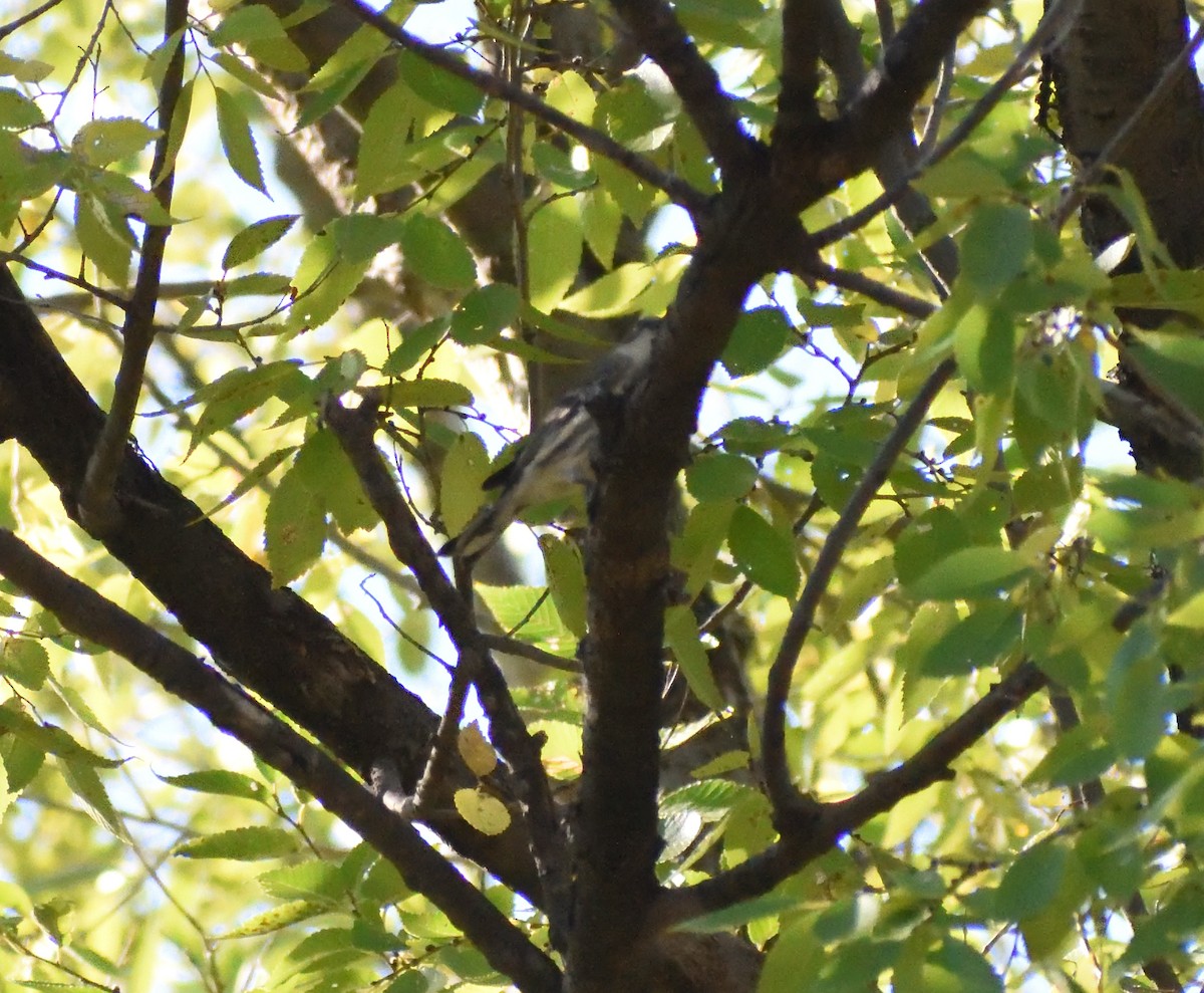 Yellow-rumped Warbler (Myrtle) - ML647575211