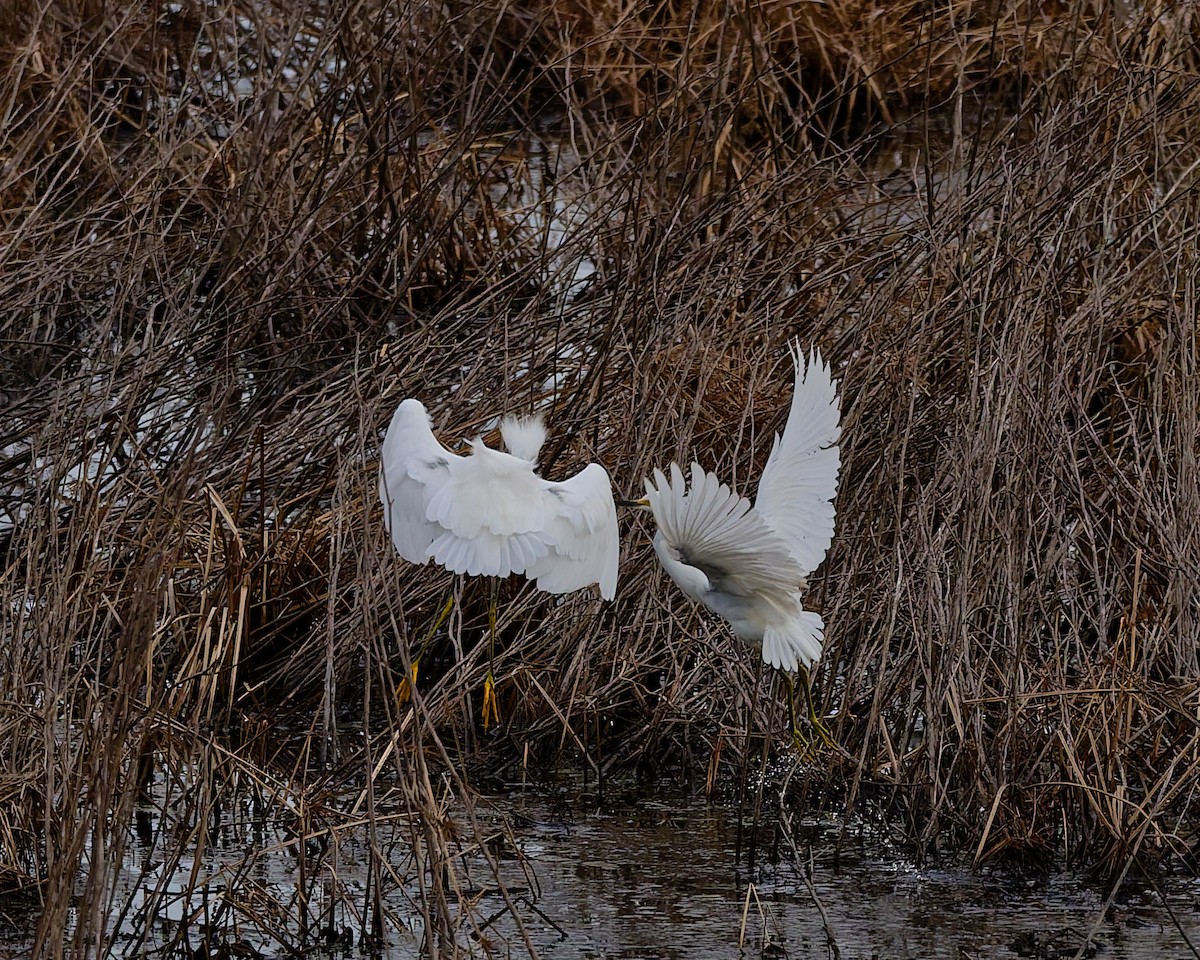 Snowy Egret - ML647575212