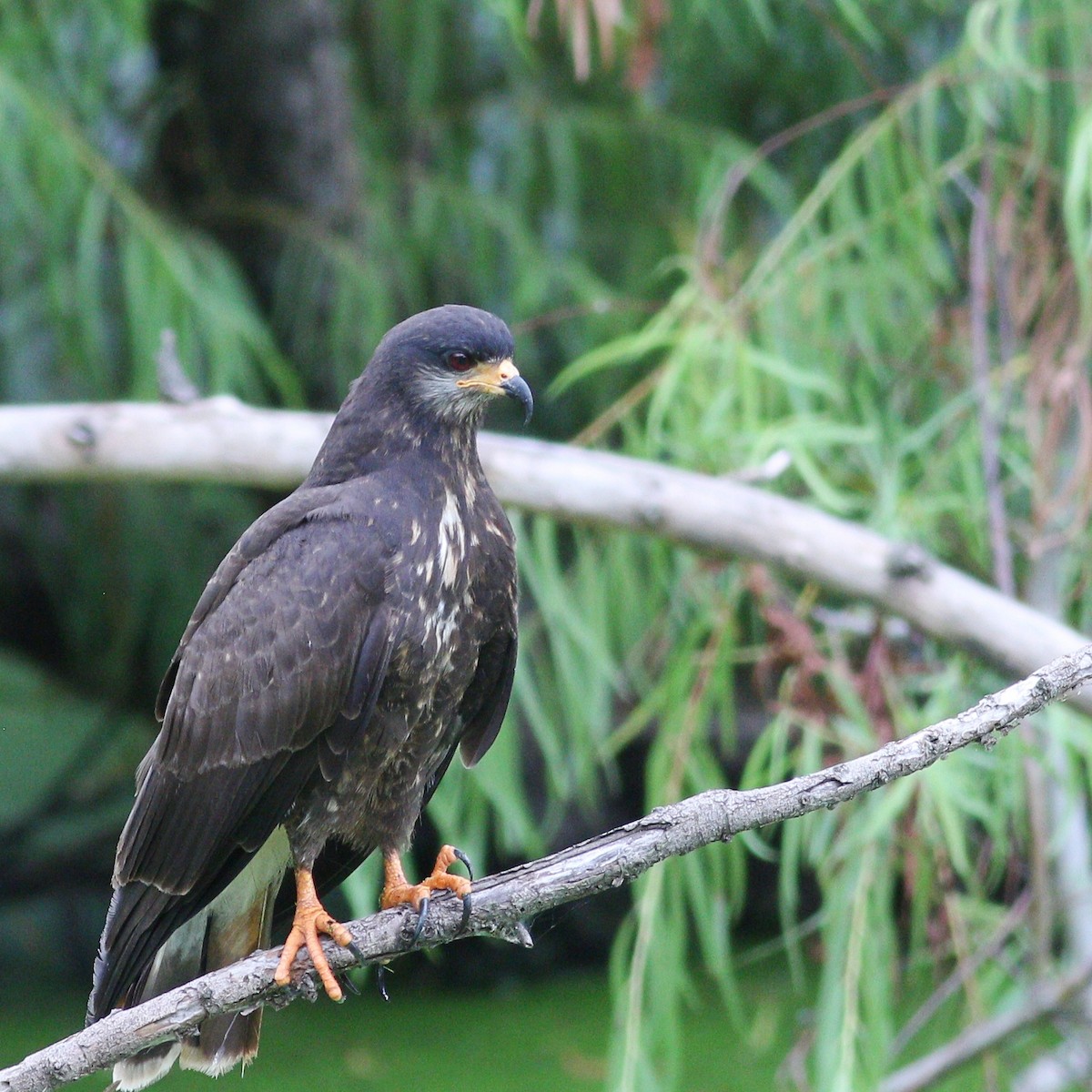 Snail Kite - ML647575213
