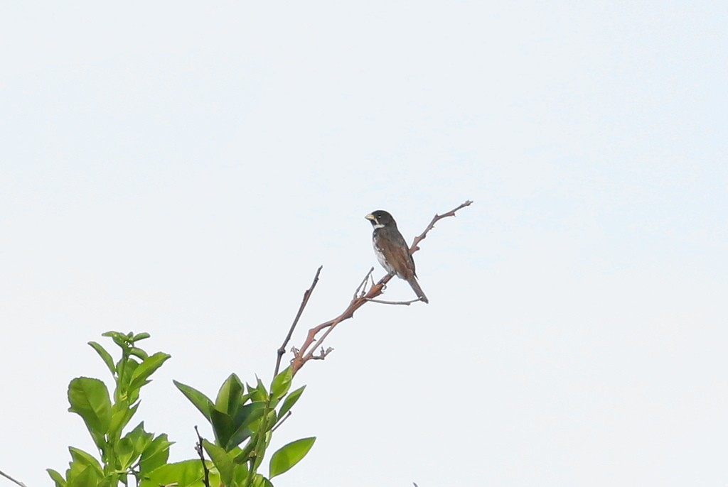 Double-collared Seedeater - ML647575214