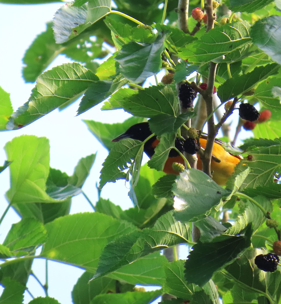 Baltimore Oriole - ML647575215