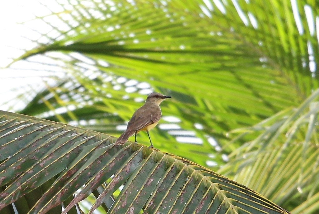 Cattle Tyrant - ML647575216