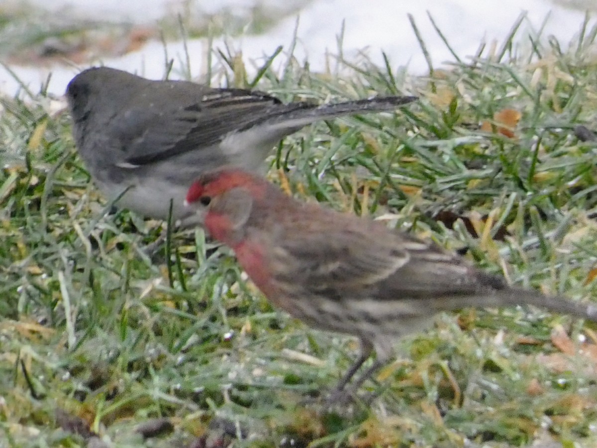House Finch - ML647575219