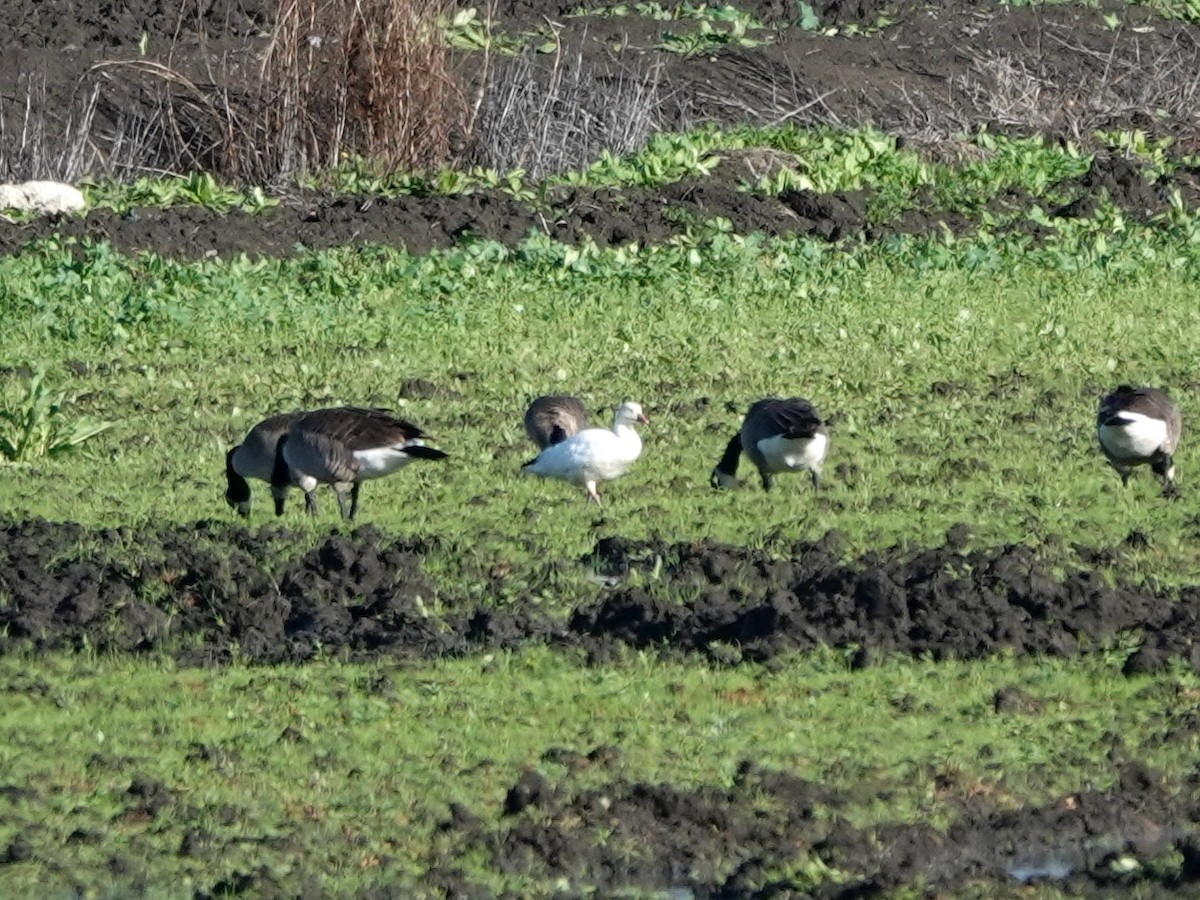 Ross's Goose - ML647575220